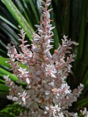 Helmholtzia glaberrima