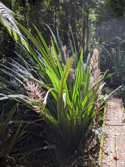 Helmholtzia glaberrima