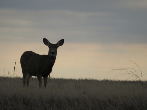 Rocky Mountain Mule Deer photographed in South Dakota
