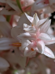 Helmholtzia glaberrima