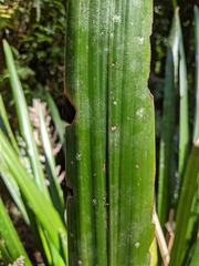 Helmholtzia glaberrima