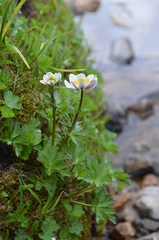 Trollius komarovii