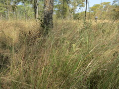 Aristida junciformis