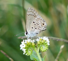 Strymon bubastus bubastus