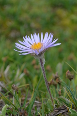 Erigeron heterochaeta