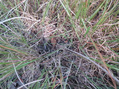 Aristida junciformis