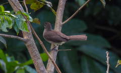 Chlorocichla simplex