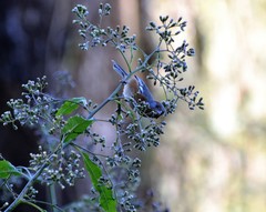 Microspingus erythrophrys