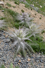 Arctium nidulans