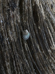Echinolittorina lineolata image