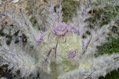 Arctium nidulans