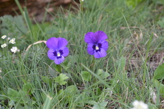 Viola altaica