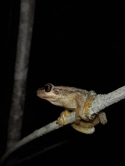 Litoria quiritatus