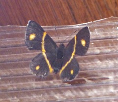 Parcella amarynthina