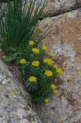 Rhodiola kirilowii