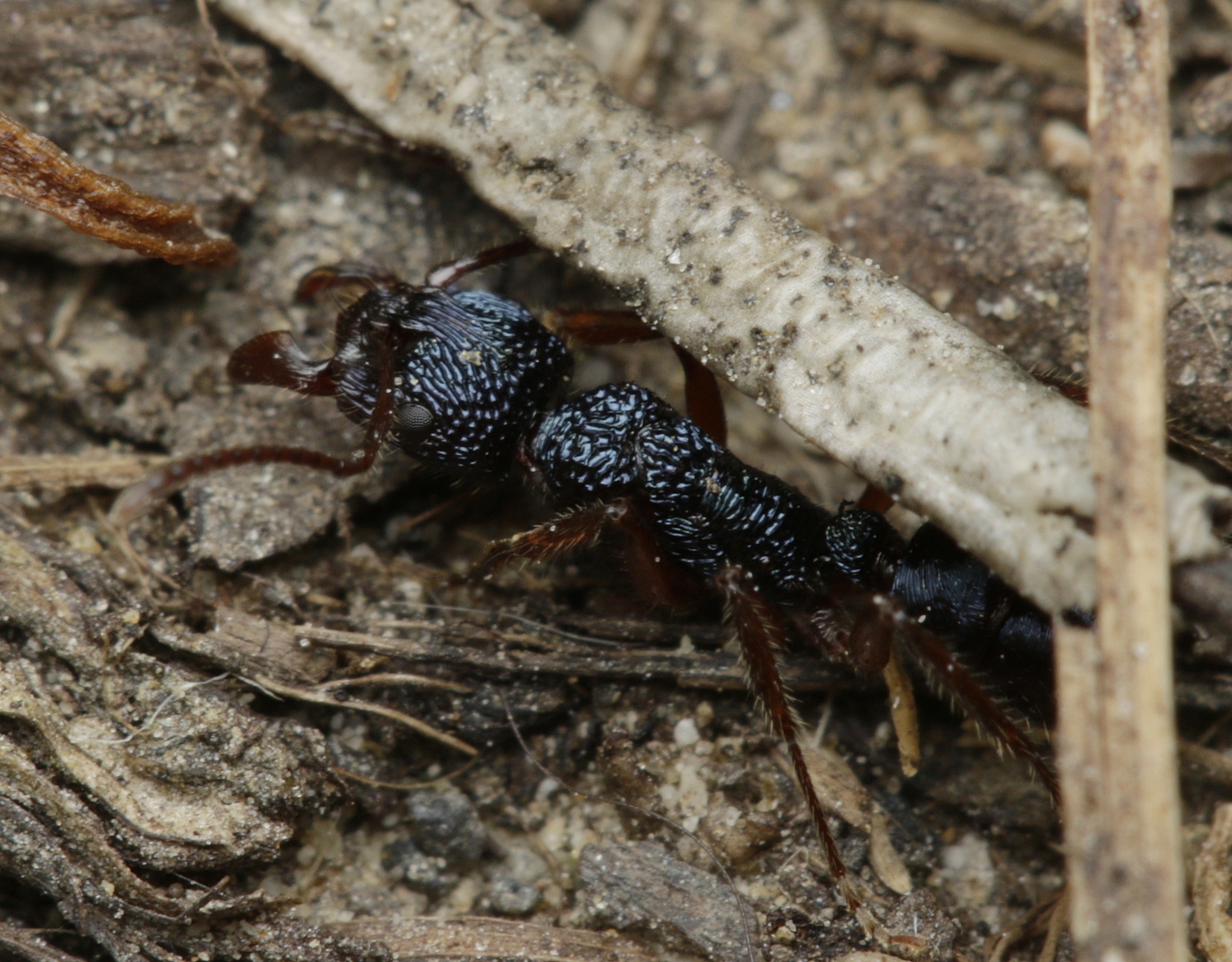 Rhytidoponera confusa