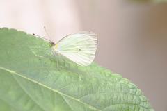 Leptophobia aripa balidia