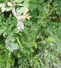 Artemisia manshurica