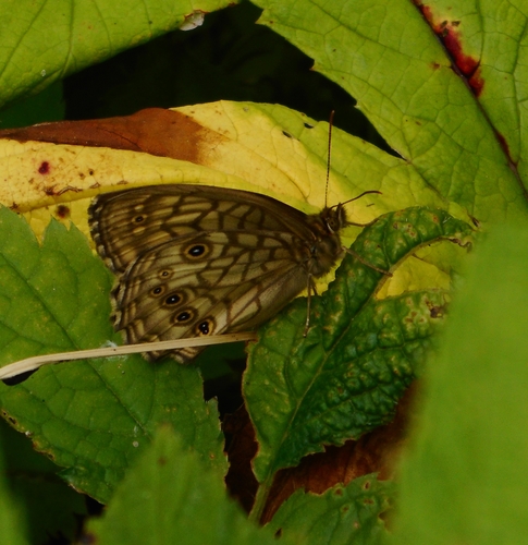 Kirinia epimenides