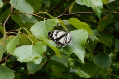 Melanargia epimede