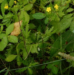 Potentilla chinensis