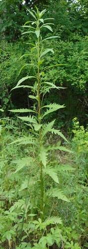 Image of Saussurea pulchella by (c) Николай Соболев, some rights reserved (CC BY)