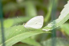 Leptophobia aripa balidia