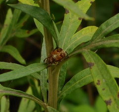 Ectinohoplia rufipes