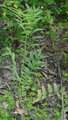 Sanguisorba parviflora
