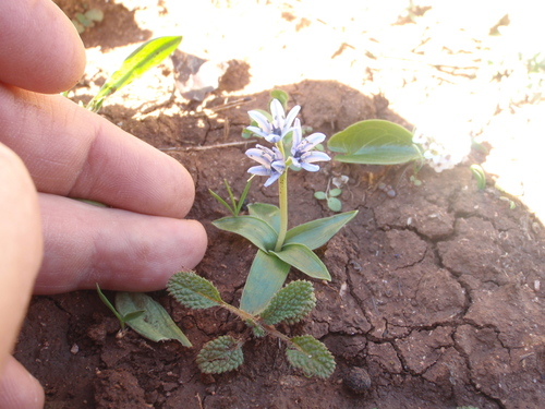 Hyacinthoides lingulata (Hyacinthoides lingulata)