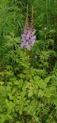 Astilbe chinensis