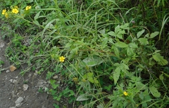 Potentilla cryptotaeniae