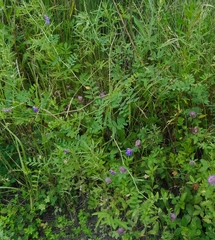 Vicia woroschilovii