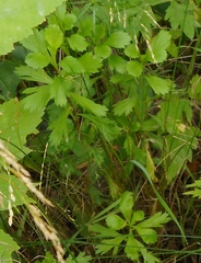 Artemisia manshurica