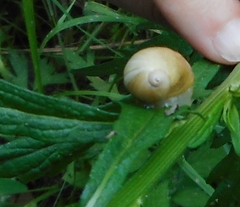 Succinea lauta