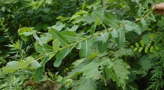 Salix integra