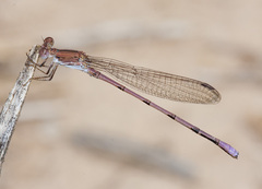 Argia pallens