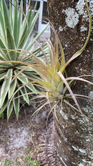 Tillandsia utriculata