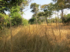 Aristida stenostachya