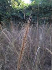 Aristida stenostachya