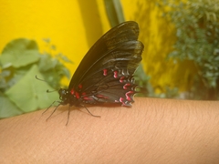 Mimoides thymbraeus aconophos