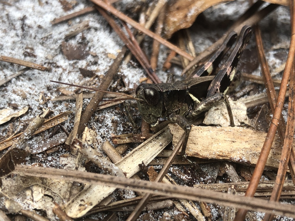 Oak Spur-throat Grasshopper