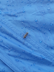 Distipsidera undulata
