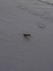 Distipsidera undulata