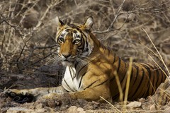 Panthera tigris tigris