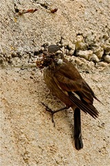 Cinclodes olrogi