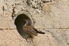 Cinclodes olrogi