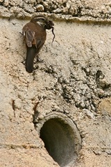 Cinclodes olrogi