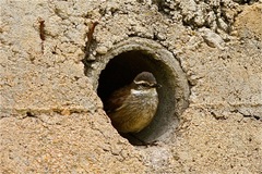 Cinclodes olrogi