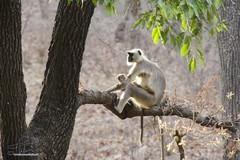 Semnopithecus entellus